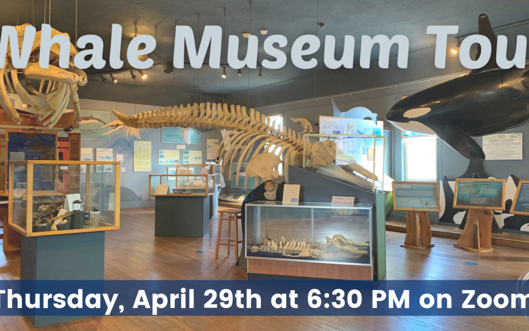 Whale Museum Tour