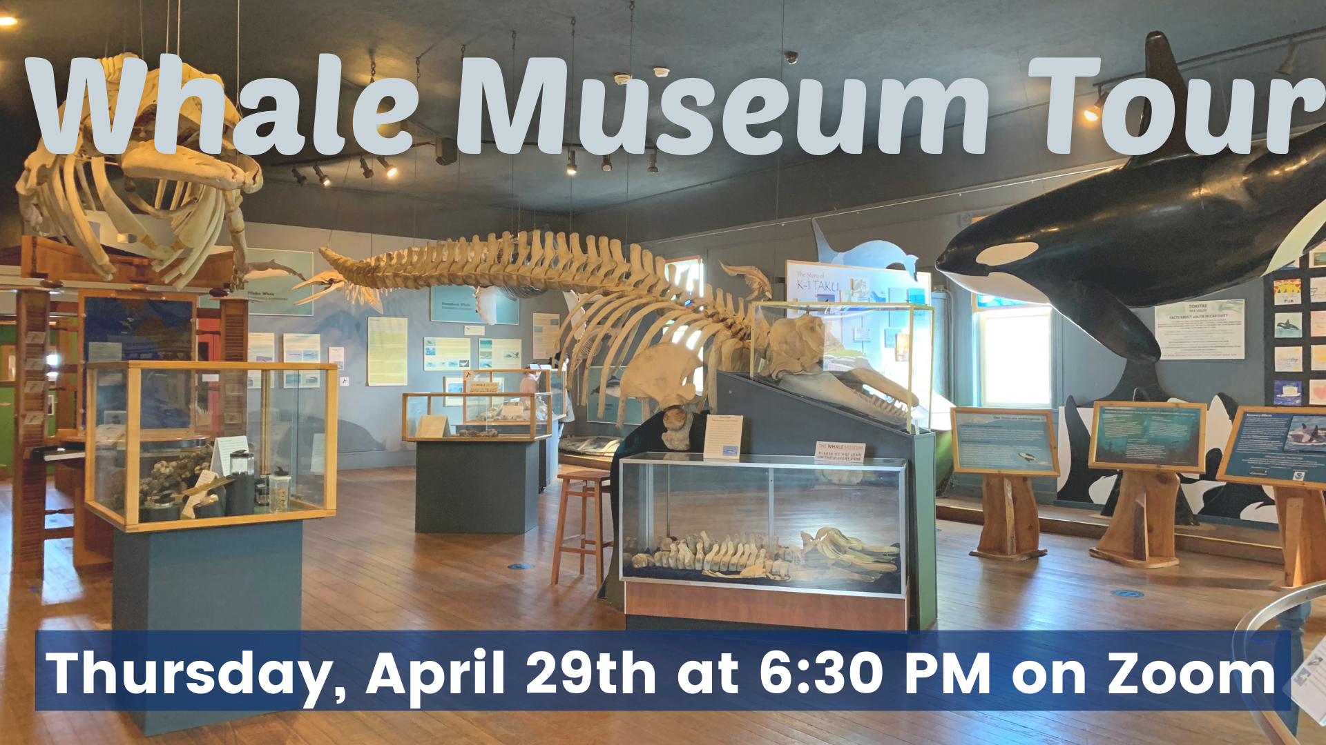 whale museum tour