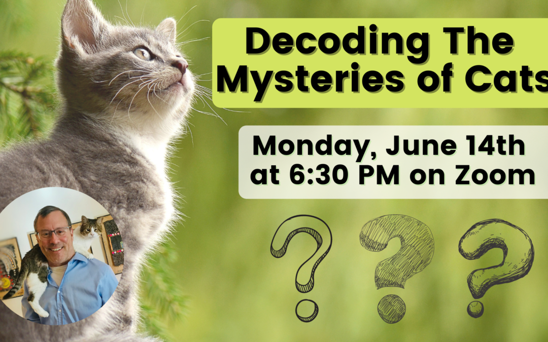 Decoding the Mysteries of Cats